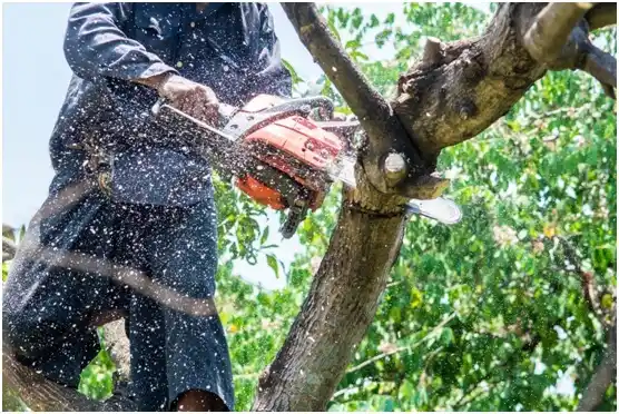 tree services Lake Tanglewood